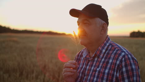 Portrait-of-an-elderly-farmer-in-a-cap-at-sunset-in-a-field-of-wheat-sniffing-brush-rye.-Enjoy-the-aroma-of-cereal-standing-in-the-field